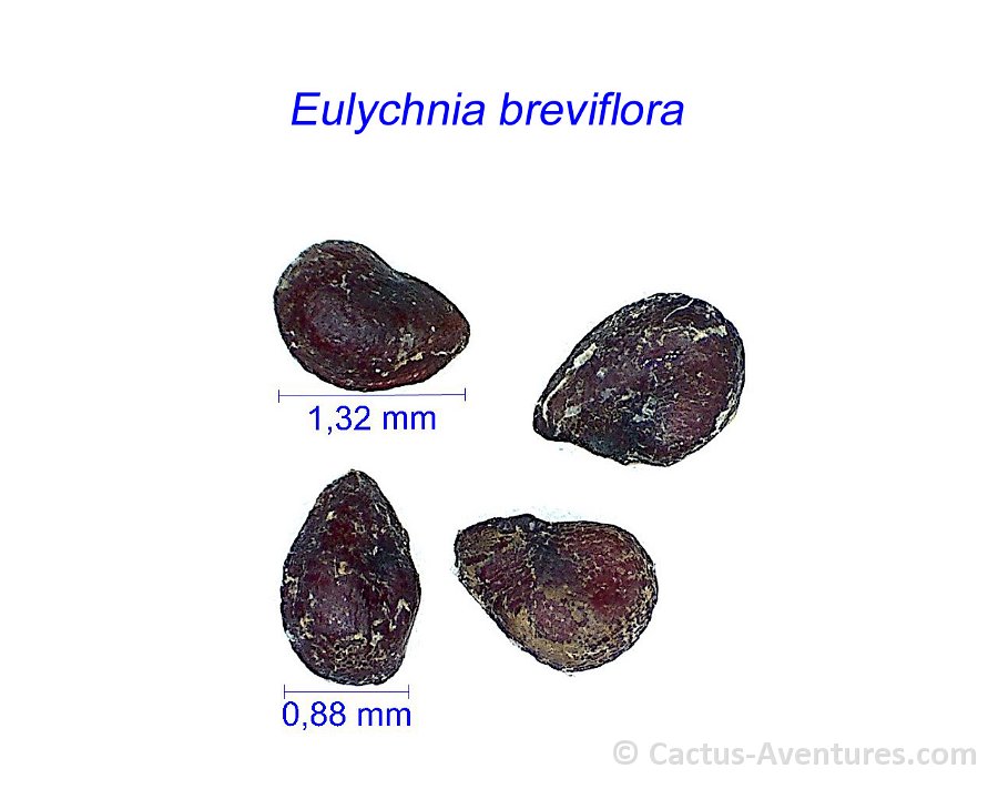 Eulychnia breviflora BK